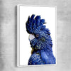 Animal wall art and canvas prints of Black Cockatoo One with white framed canvas