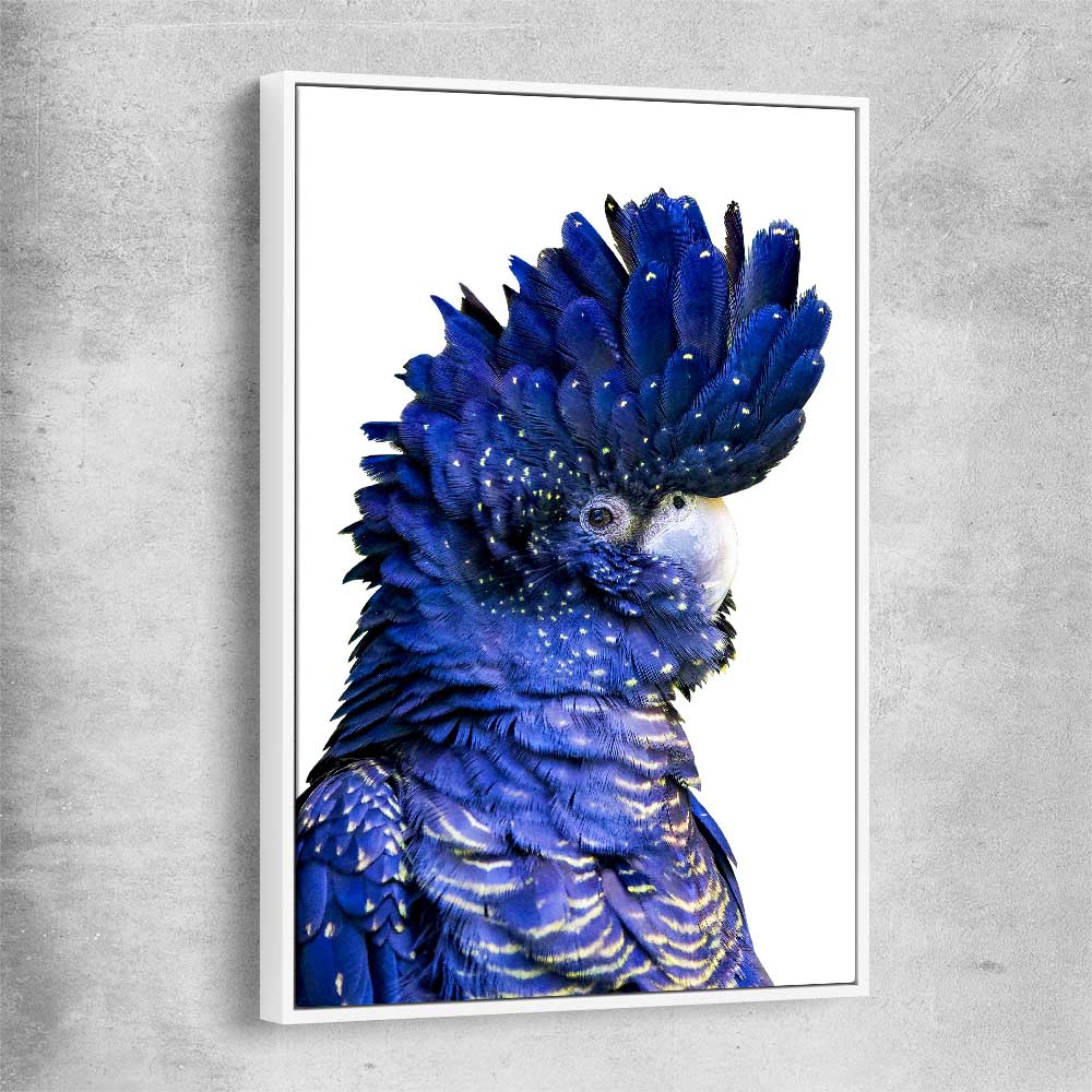 Animal wall art and canvas prints of Black Cockatoo Two with white framed canvas