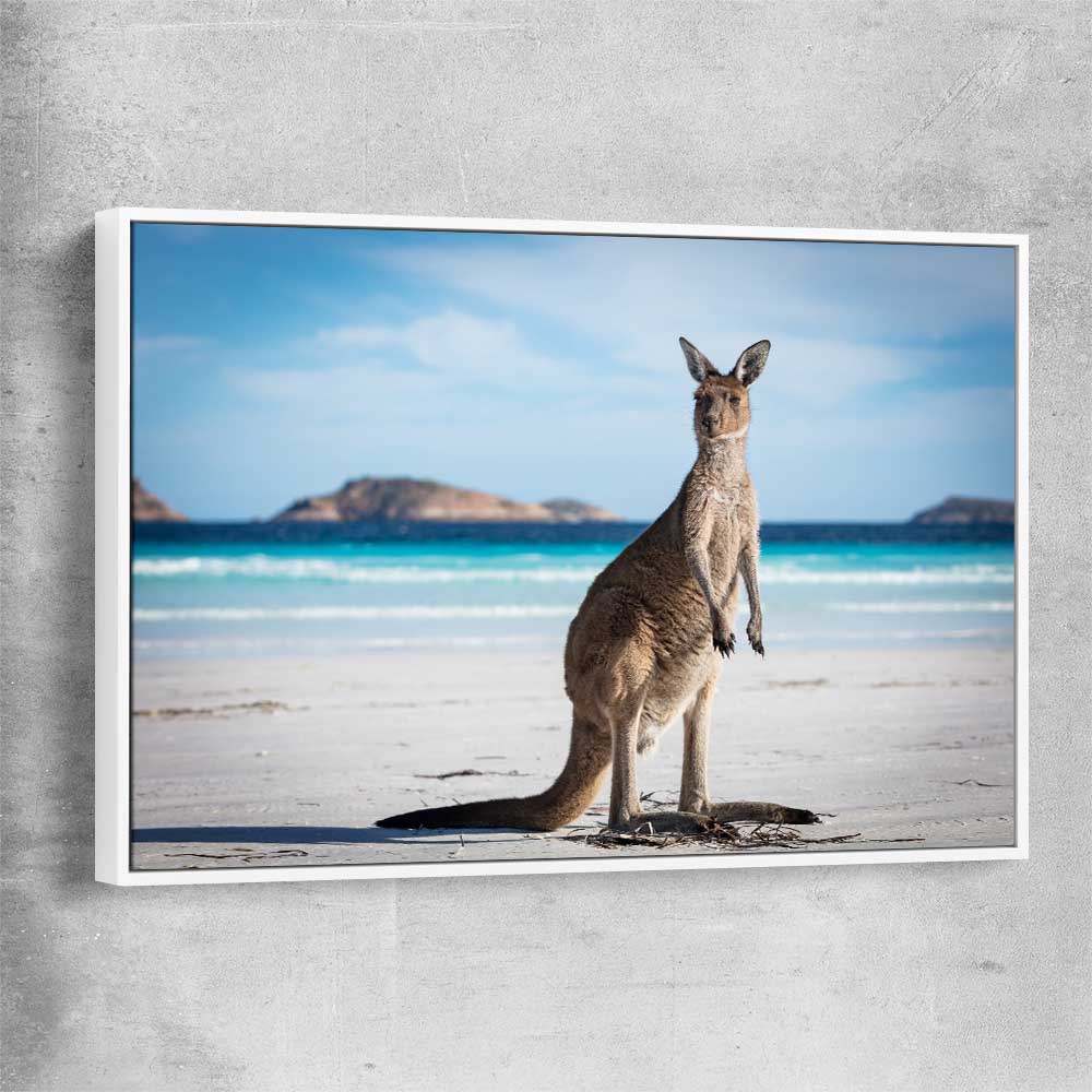 Animal wall art and canvas prints of Coastal Kangaroo Gaze with white framed canvas