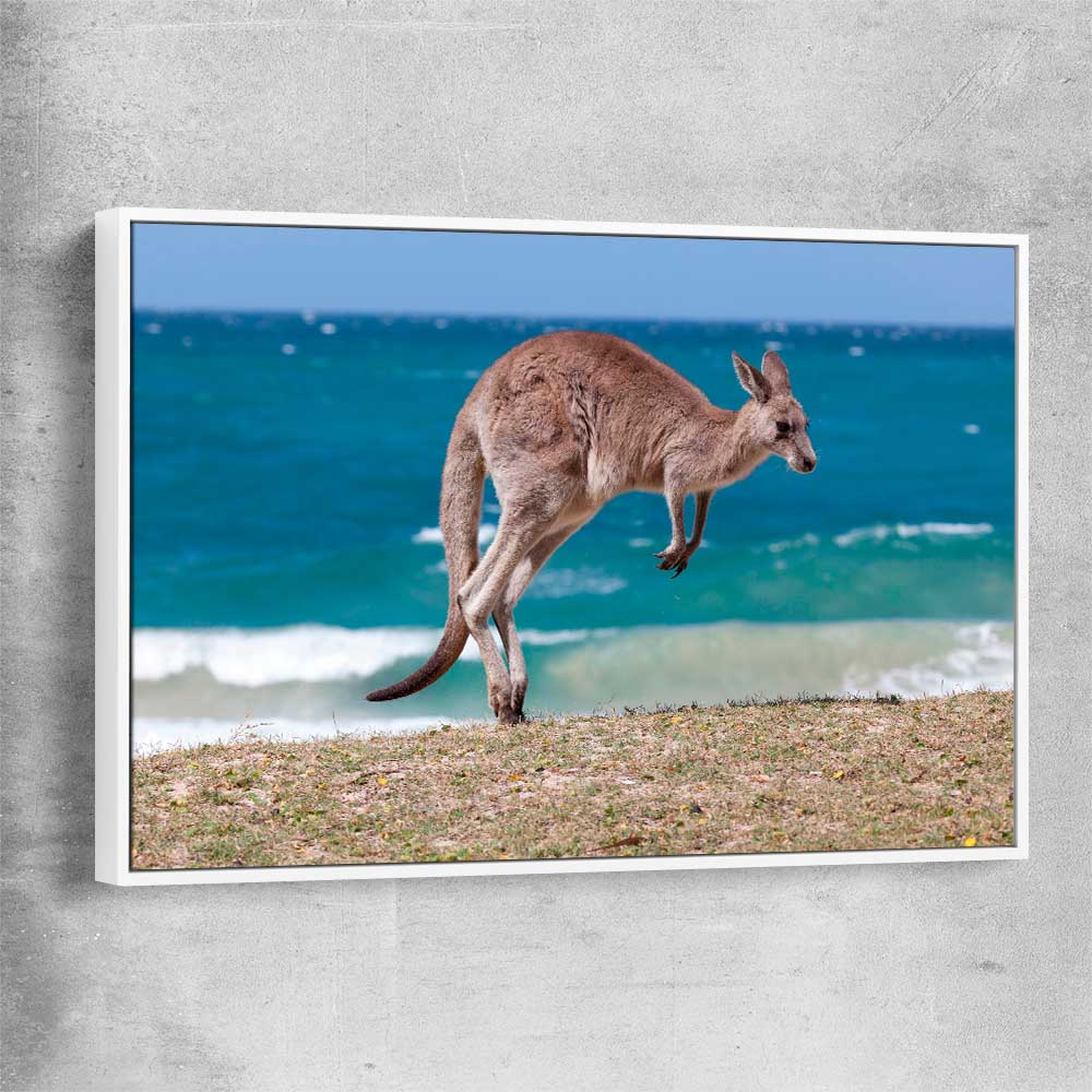 Animal wall art and canvas prints of Coastal Kangaroo Leap with white framed canvas