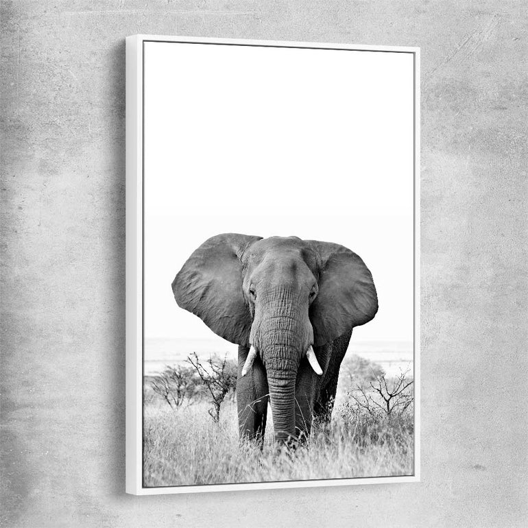 Animal wall art and canvas prints of Elephant Gaze with white framed canvas