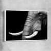 Animal wall art and canvas prints of Elephant Majesty with white framed canvas
