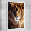 Animal wall art and canvas prints of Golden Lion Portrait with white framed canvas