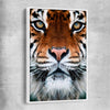 Animal wall art and canvas prints of Golden Tiger Gaze with white framed canvas