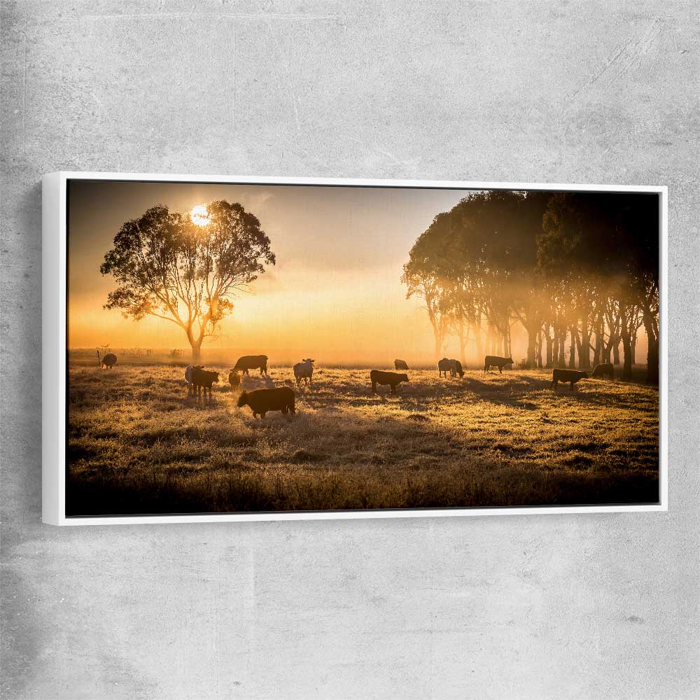 Animal wall art and canvas prints of Grazing Cattle at Sunrise with white framed canvas