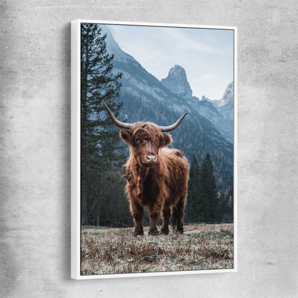 Animal wall art and canvas prints of Growing Highland with white framed canvas