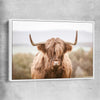 Animal wall art and canvas prints of Highland Cow with white framed canvas