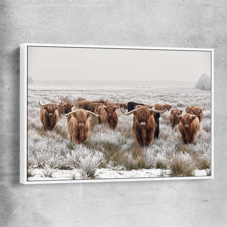 Animal wall art and canvas prints of Highland Ranges with white framed canvas
