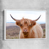 Animal wall art and canvas prints of Highland Wanderer with white framed canvas