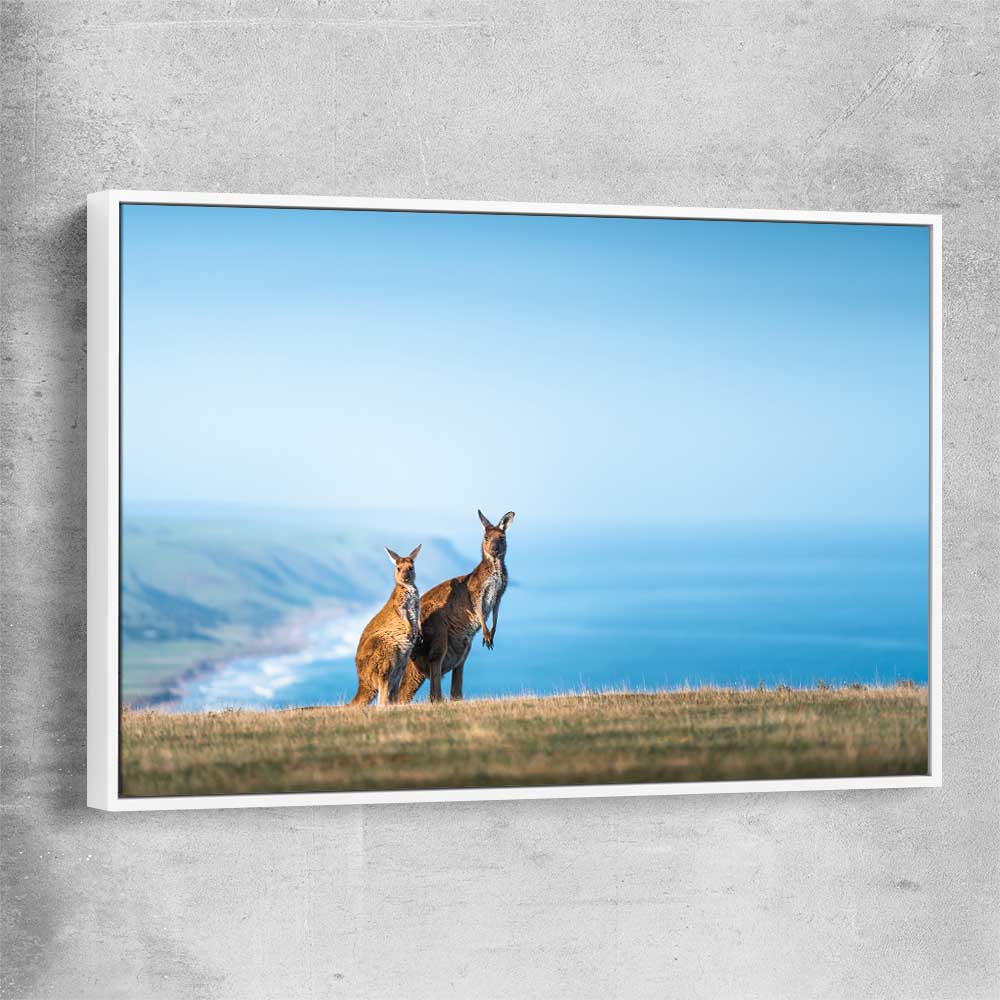 Animal wall art and canvas prints of Kangaroo Coastal Vista with white framed canvas