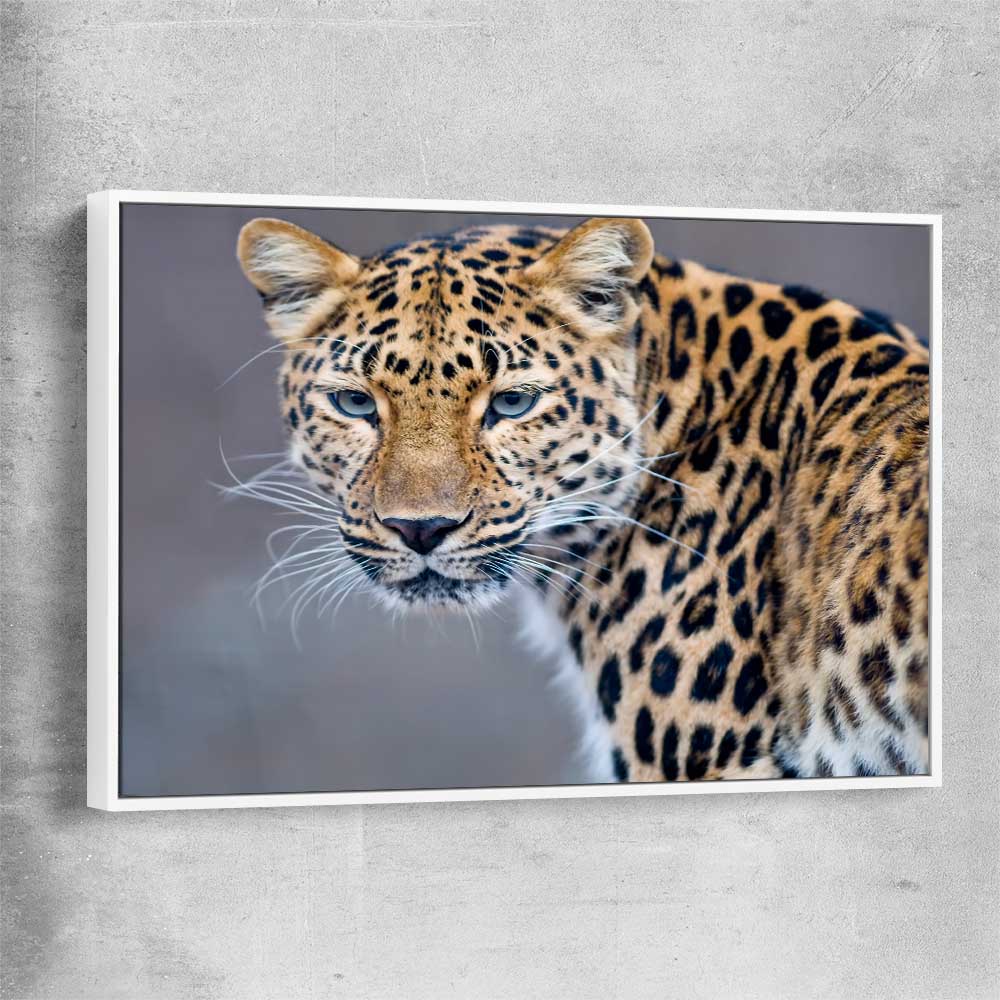 Animal wall art and canvas prints of Leopard Silent Watch with white framed canvas