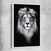 Animal wall art and canvas prints of Lion Gaze with white framed canvas