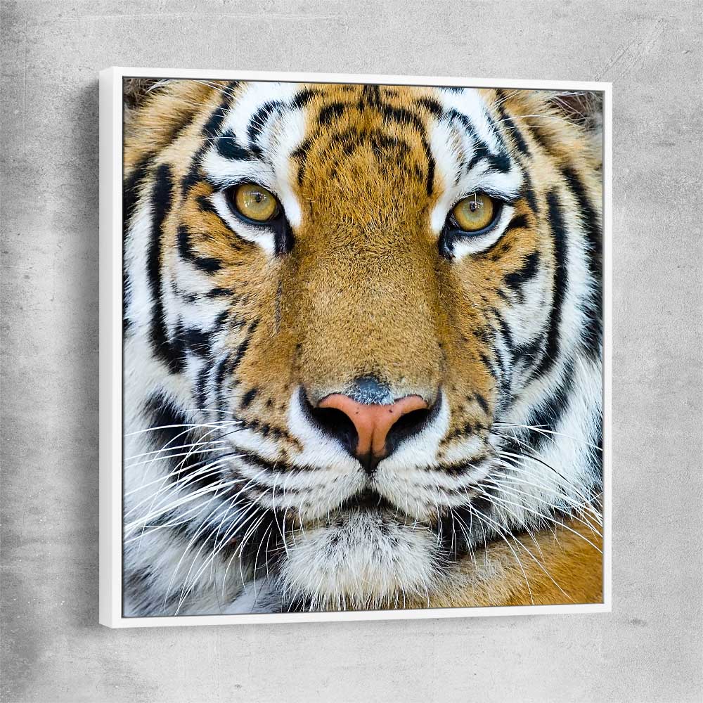 Animal wall art and canvas prints of Majestic Tiger Portrait with white framed canvas