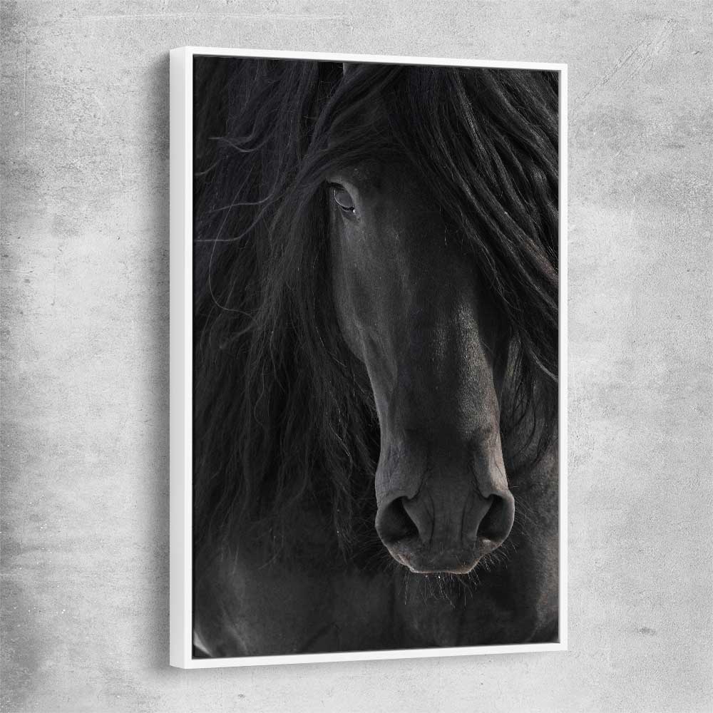 Animal wall art and canvas prints of Midnight Friesian Horse with white framed canvas