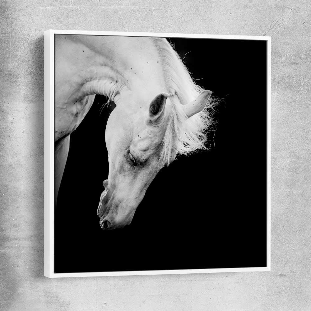 Animal wall art and canvas prints of Midnight White Horse with white framed canvas