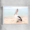 Animal wall art and canvas prints of Monkey Mia Pelican with white framed canvas