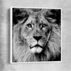 Animal wall art and canvas prints of Noble Lion Portrait with white framed canvas