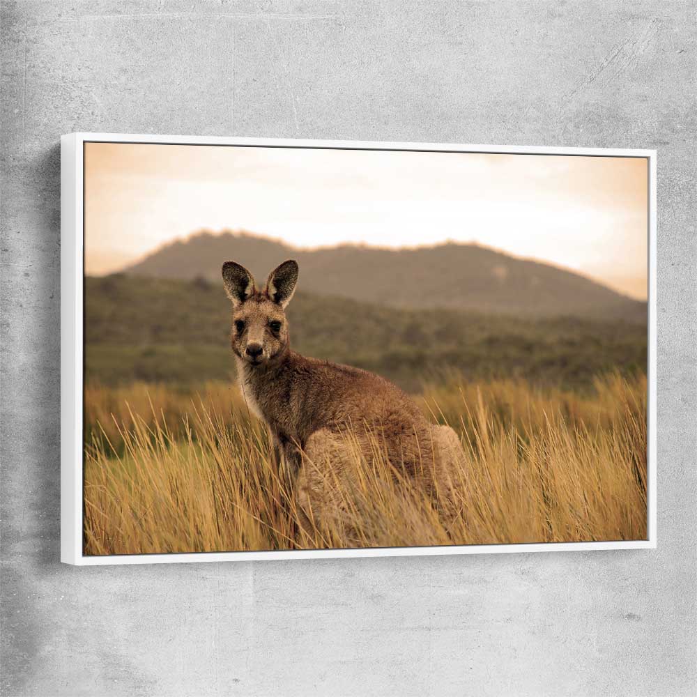 Animal wall art and canvas prints of Outback Kangaroo with white framed canvas