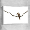 Animal wall art and canvas prints of Perched Kookaburra with white framed canvas