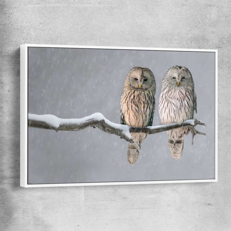 Animal wall art and canvas prints of Perched Owls with white framed canvas