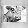 Animal wall art and canvas prints of Quiet Highland Cow with white framed canvas