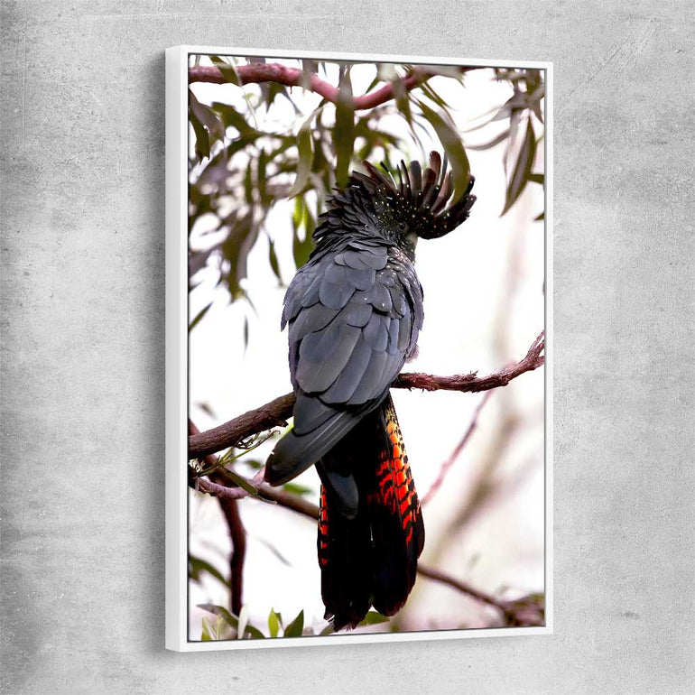 Animal wall art and canvas prints of Red Tail Cockatoo with white framed canvas
