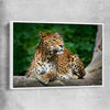 Animal wall art and canvas prints of Resting Leopard with white framed canvas