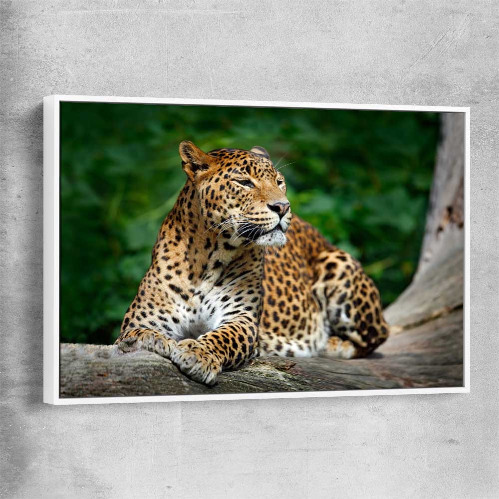 Animal wall art and canvas prints of Resting Leopard with white framed canvas