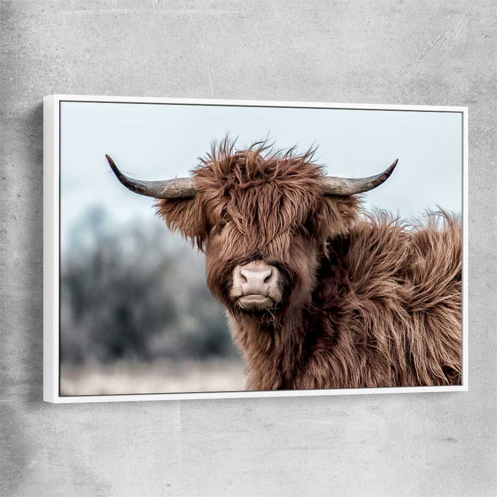 Animal wall art and canvas prints of Scottish Highland with white framed canvas