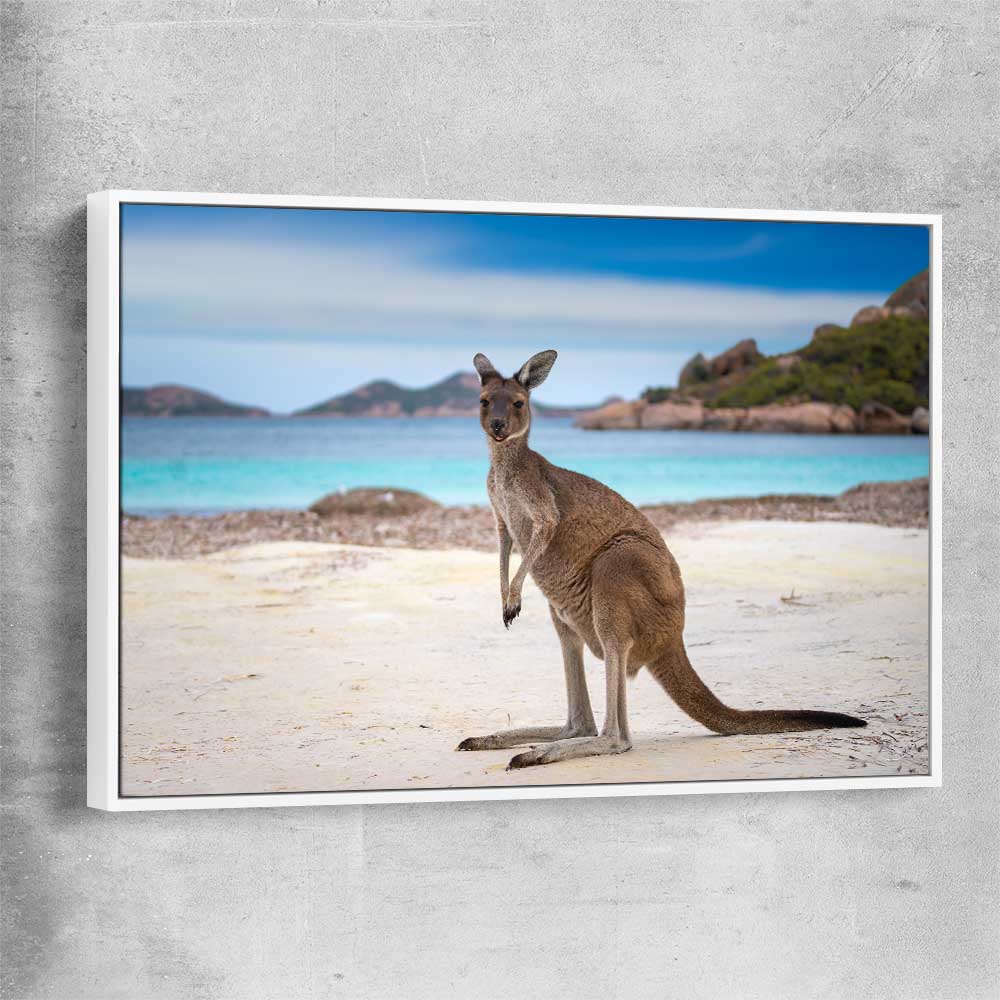 Animal wall art and canvas prints of Shoreline Kangaroo with white framed canvas