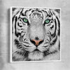 Animal wall art and canvas prints of Silent White Tiger with white framed canvas