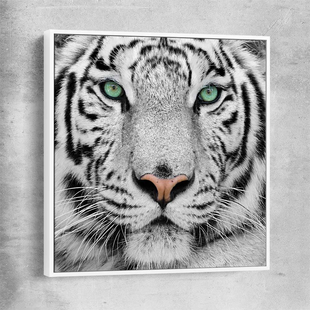 Animal wall art and canvas prints of Silent White Tiger with white framed canvas