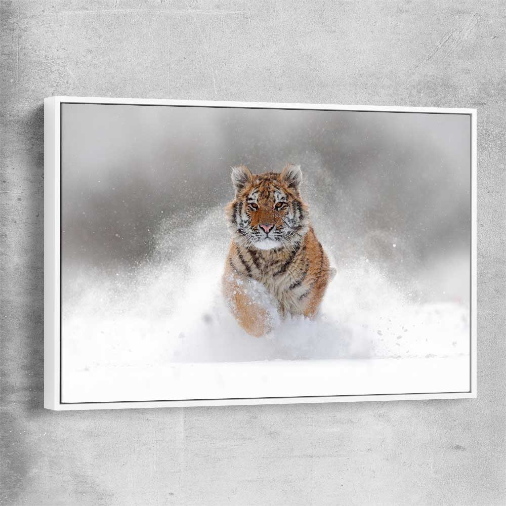 Animal wall art and canvas prints of Snow Tiger Charge with white framed canvas