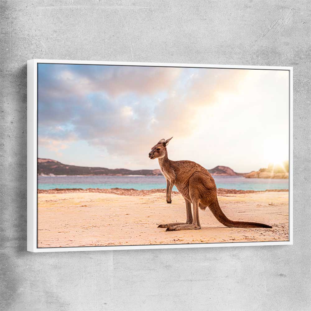 Animal wall art and canvas prints of Sunset Kangaroo Walk with white framed canvas