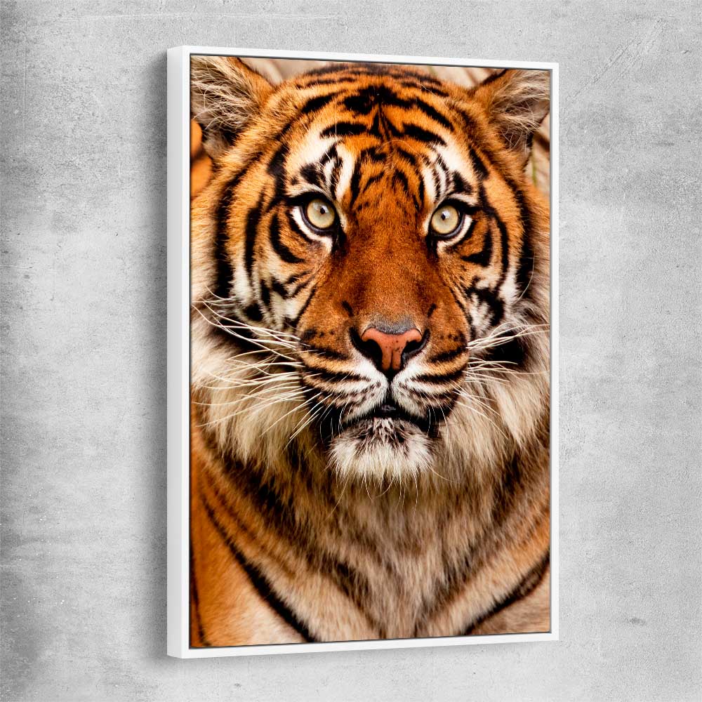 Animal wall art and canvas prints of Tiger Silent Power with white framed canvas