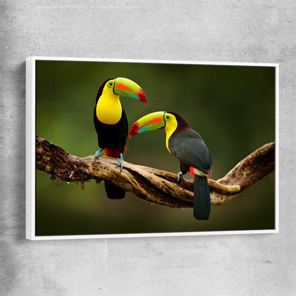 Animal wall art and canvas prints of Tropical Toucan Pair with white framed canvas