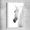 Animal wall art and canvas prints of White Horse Elegance with white framed canvas
