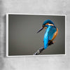 Animal wall art and canvas prints of Wild Kingfisher with white framed canvas