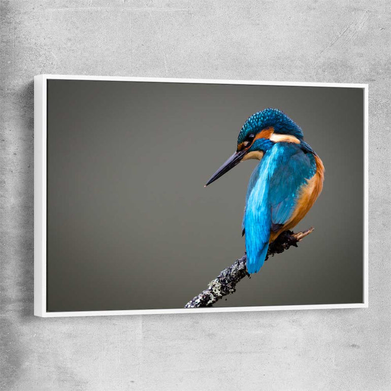 Animal wall art and canvas prints of Wild Kingfisher with white framed canvas