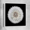 Inspirational wall art print of Isolated Dandelion with white framed canvas