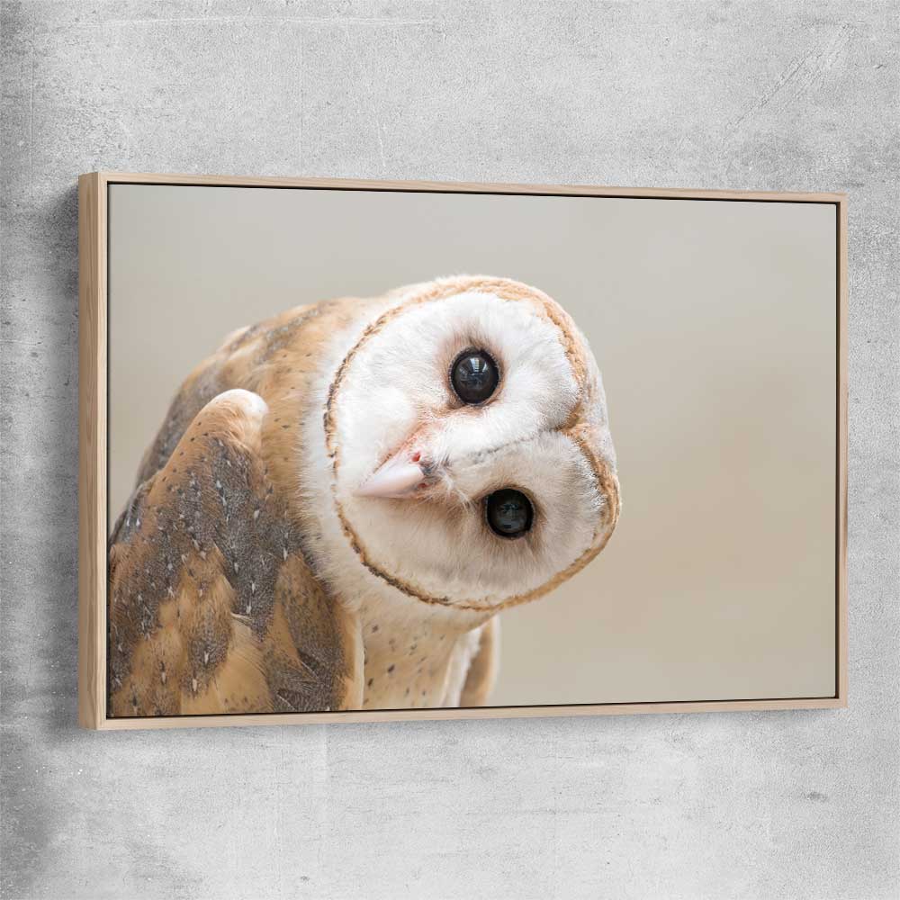 Animal wall art and canvas prints of Barn Owl Gaze with raw oak framed canvas