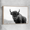 Animal wall art and canvas prints of Buffalo Gaze with raw oak framed canvas