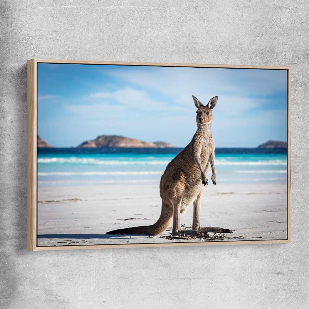 Animal wall art and canvas prints of Coastal Kangaroo Gaze with raw oak framed canvas