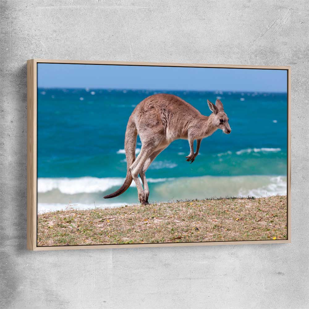 Animal wall art and canvas prints of Coastal Kangaroo Leap with raw oak framed canvas