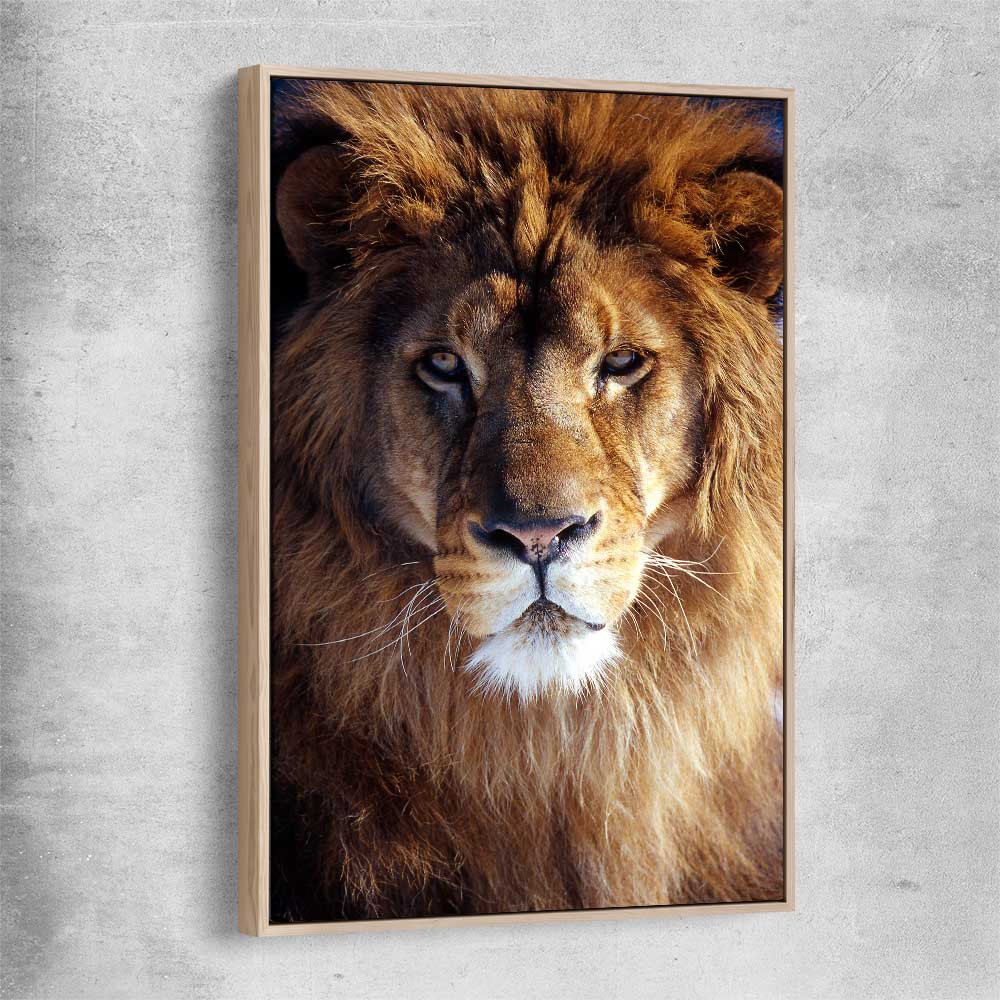 Animal wall art and canvas prints of Golden Lion Portrait with raw oak framed canvas