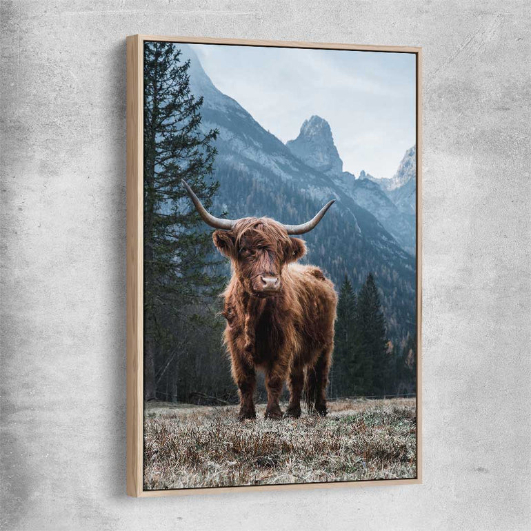 Animal wall art and canvas prints of Growing Highland with raw oak framed canvas