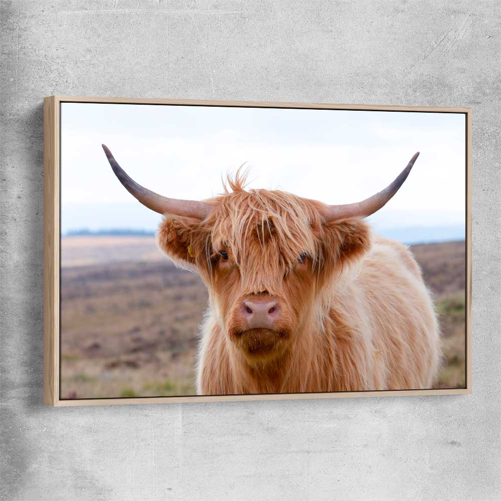 Animal wall art and canvas prints of Highland Wanderer with raw oak framed canvas