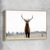 Animal wall art and canvas prints of Lone Deer with raw oak framed canvas