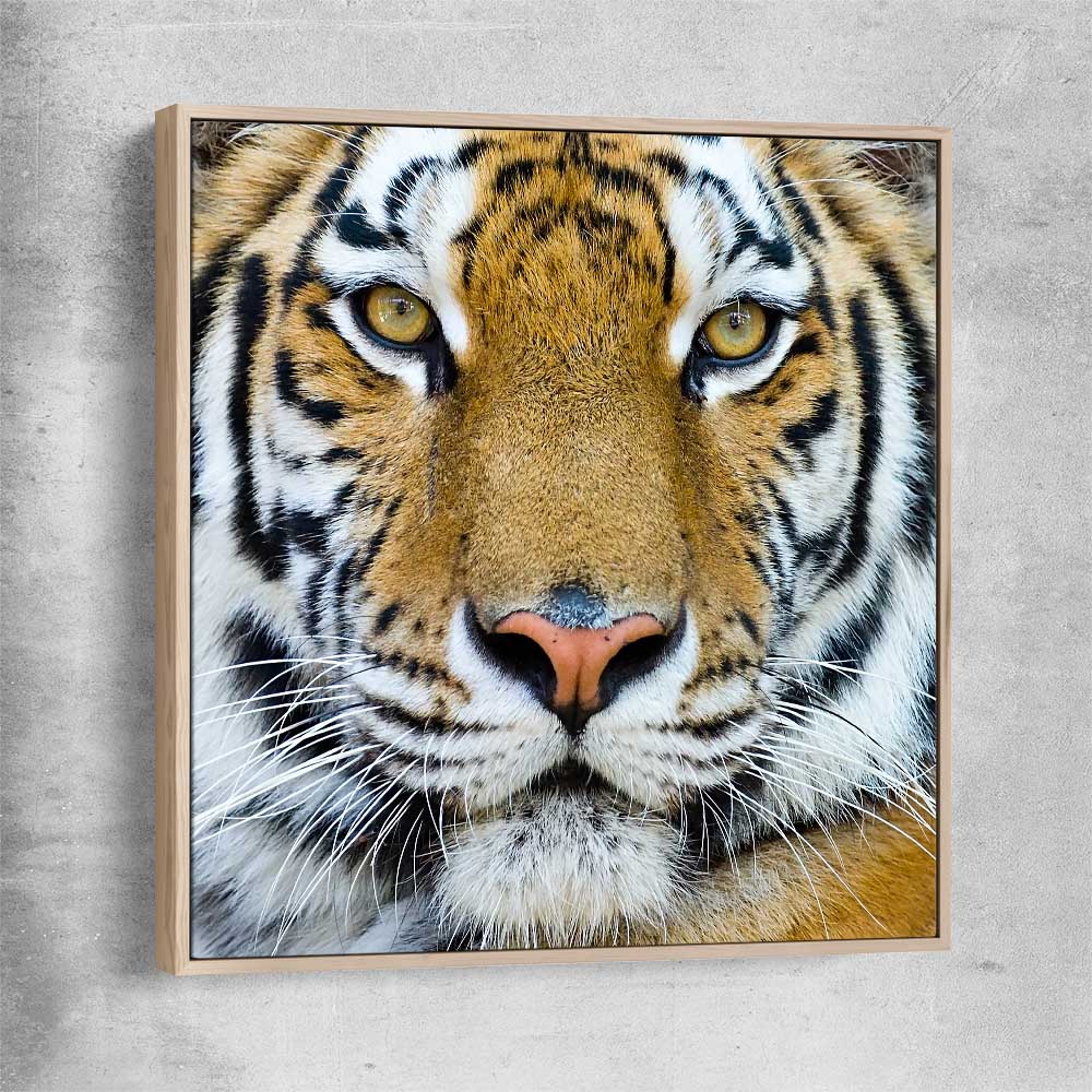 Animal wall art and canvas prints of Majestic Tiger Portrait with raw oak framed canvas