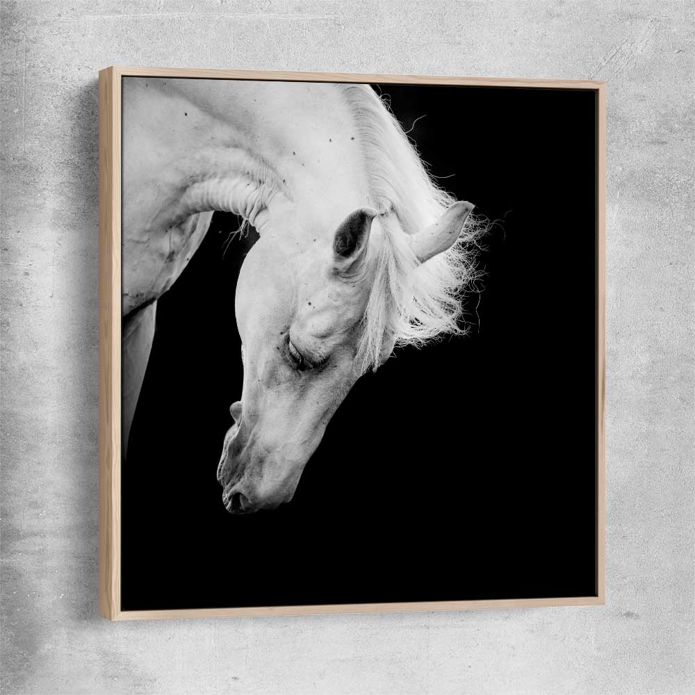 Animal wall art and canvas prints of Midnight White Horse with raw oak framed canvas